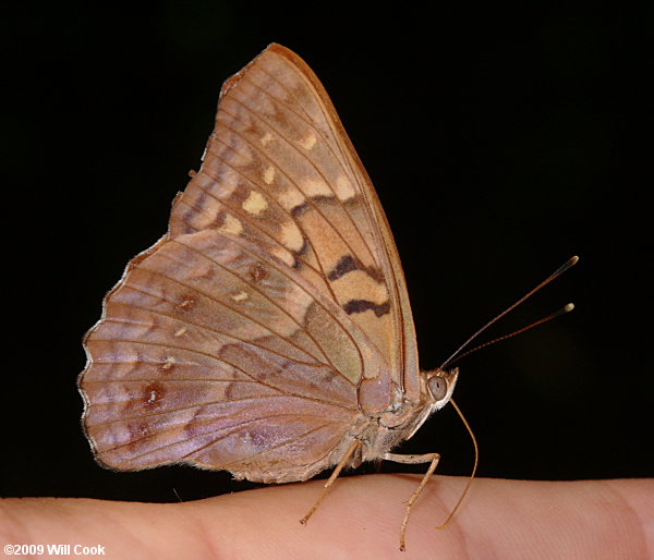 Tawny Emperor (Asterocampa clyton)