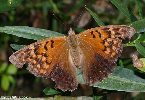 Tawny Emperor (Asterocampa clyton)