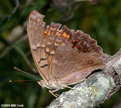 Tawny Emperor (Asterocampa clyton)