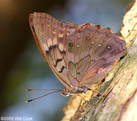 Tawny Emperor (Asterocampa clyton)