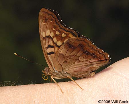 Tawny Emperor (Asterocampa clyton)