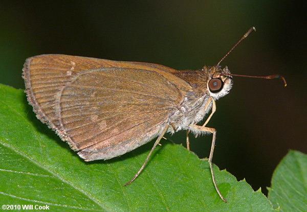 Three-spotted Skipper (Cymaenes tripunctus)