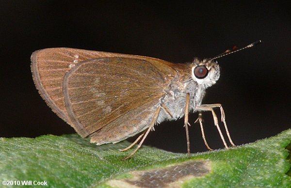 Three-spotted Skipper (Cymaenes tripunctus)