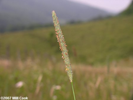 Timothy (Phleum pratense)