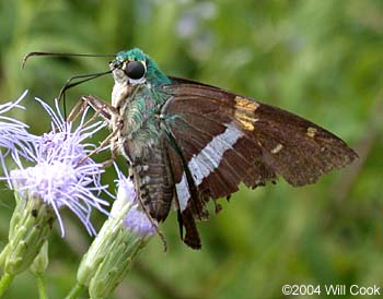 Emerald Aguna (Aguna claxon)