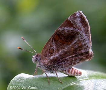 Lantana Scrub-Hairstreak (Strymon bazochii)