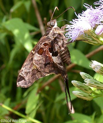 Zilpa Longtail (Chioides zilpa)