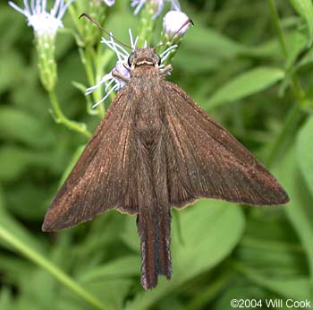 Brown Longtail (Urbanus procne)