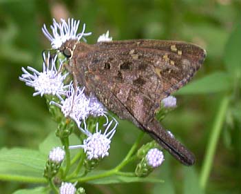 Dorantes Longtail (Urbanus dorantes)