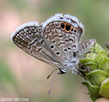 Ceraunus Blue (Hemiargus ceraunus)