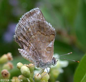 Lantana Scrub-Hairstreak (Strymon bazochii)