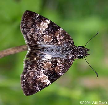 White-patched Skipper (Chiomara asychis)