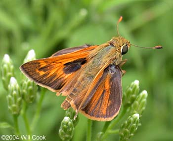 Sachem (Atalopedes campestris)