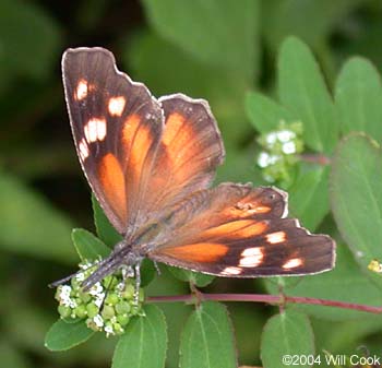 American Snout (Libytheana carinenta)