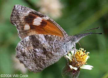 Butterfly genus species - American Snout 1