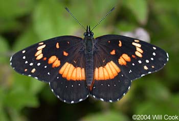 Bordered Patch (Chlosyne lacinia)