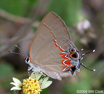 Dusky-blue Groundstreak (Calycopis isobeon)