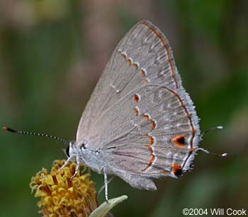 Red-crescent Scrub-Hairstreak (Strymon rufofusca)