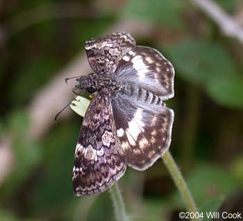 White-patched Skipper (Chiomara asychis)