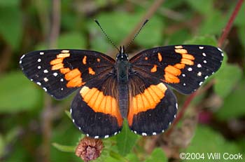 Bordered Patch (Chlosyne lacinia)