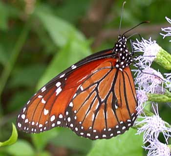 Soldier (Danaus eresimus)