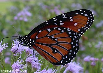 Queen (Danaus gilippus)