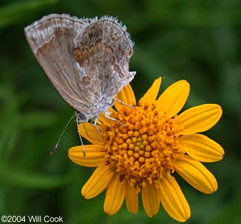 Lantana Scrub-Hairstreak (Strymon bazochii)