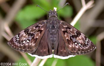 Mournful Duskywing (Erynnis tristis)