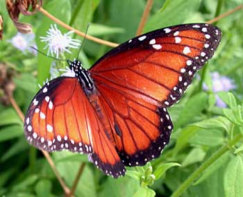 Soldier (Danaus eresimus)