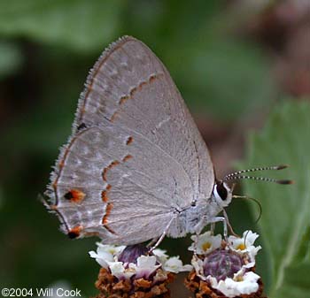 Red-crescent Scrub-Hairstreak (Strymon rufofusca)