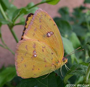 Orange-barred Sulphur (Phoebis philea)