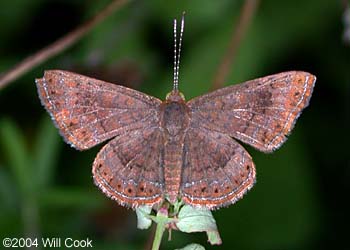 Fatal Metalmark (Calephelis nemesis)