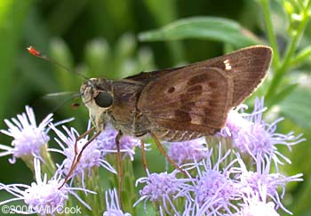 Violet-banded Skipper (Nyctelius nyctelius)