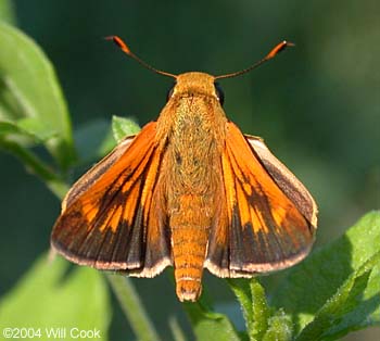 Common Mellana (Quasimellana eulogius)