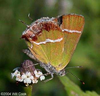 Silver-banded Hairstreak (Chlorostrymon simaethis)