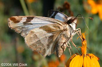 Laviana White-Skipper (Heliopetes laviana)