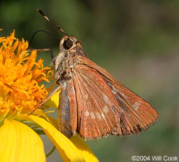 Common Mellana (Quasimellana eulogius)