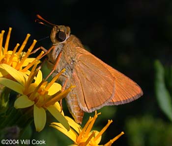 Common Mellana (Quasimellana eulogius)