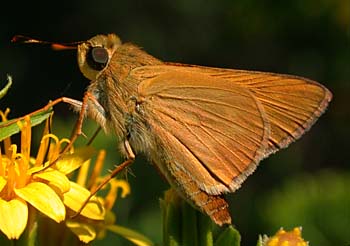 Common Mellana (Quasimellana eulogius)