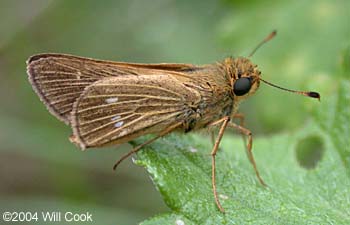 Obscure Skipper (Panoquina panoquinoides)