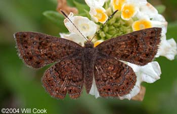 Rounded Metalmark (Calephelis perditalis)