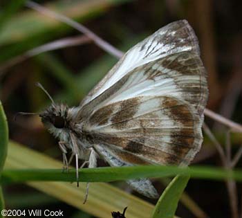 Turk's-cap White-Skipper (Heliopetes macaira)