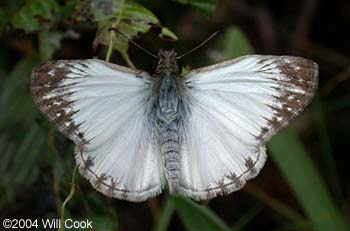 Turk's-cap White-Skipper (Heliopetes macaira)