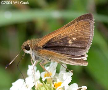 Julia's Skipper (Nastra julia)