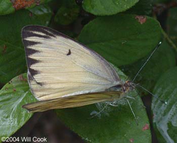 Great Southern White (Ascia monuste)