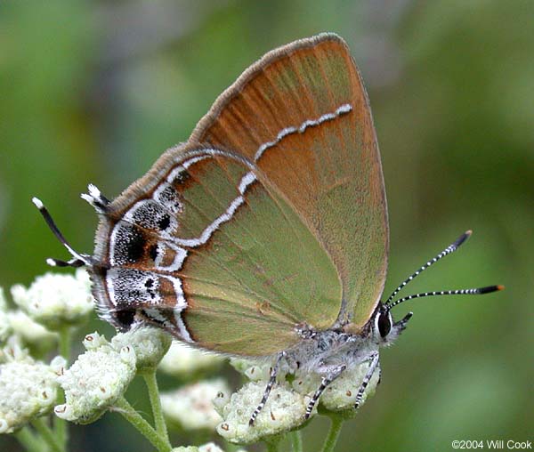 Xami Hairstreak (Callophrys xami)