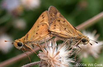 Fiery Skipper (Hylephila phyleus)