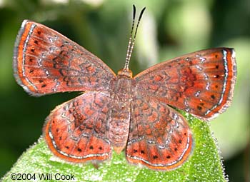 Rounded Metalmark (Calephelis perditalis)