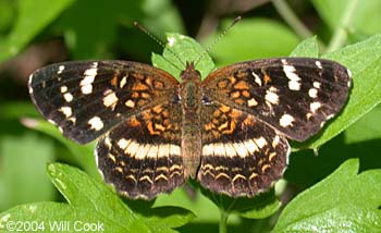 Pale-banded Crescent (Phyciodes tulcis)