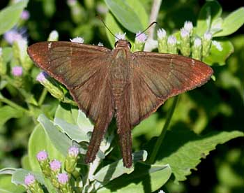 Brown Longtail (Urbanus procne)